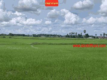 ที่ดิน อำเภอเขาย้อย ตำบลหนองชุมพล จังหวัดเพชรบุรี ทางเข้าห่างถนน เพชรเกษม100เมตร ปากซอยมีเซเว่นและตลาดข้างใน
